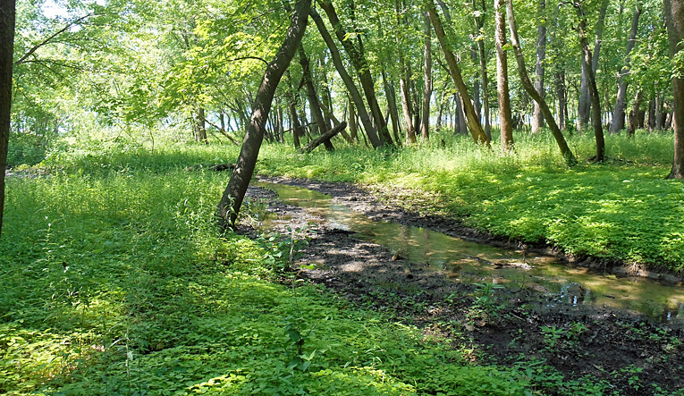 Campground Stream at MillPoint RV Park